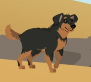 Rottweiler (Canis lupus familiaris)