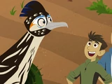 Roadrunner