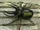 Atlas Beetle