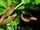 Brown Tree Snake