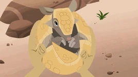 Shapes of the Armadillo