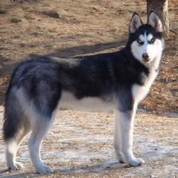 Huskies part best sale wolf