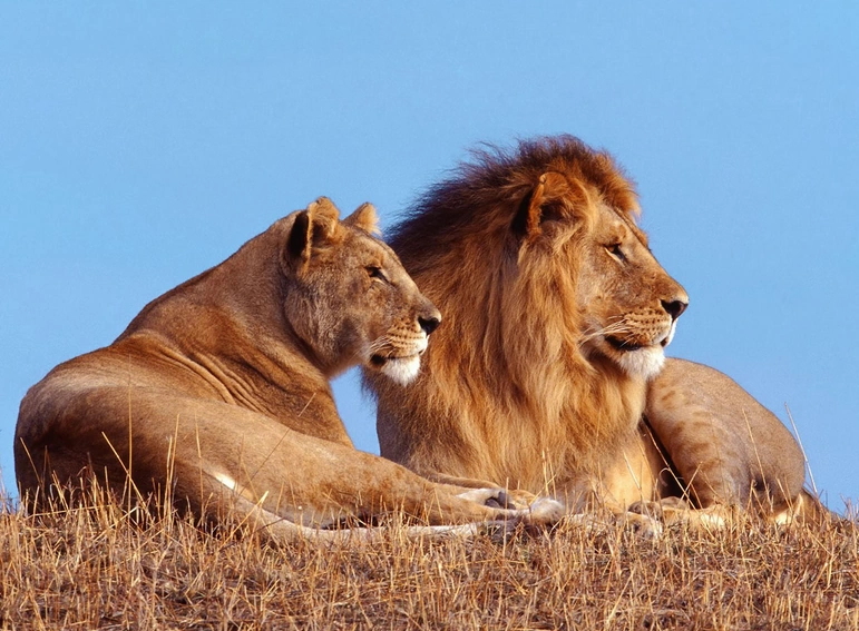 Lion | Wild Kratts Wiki | Fandom