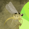 Curvinerved Humpbacked Fly.png (432 KB) Curvinerved Humpbacked Fly