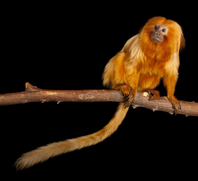 Where can I see the Golden Lion Tamarin in the wild