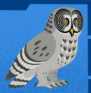 Great Grey Owl (Strix nebulosa)