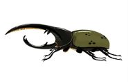 Hercules Beetle (Dynastes hercules)