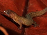 Virgin Islands Dwarf Sphaero