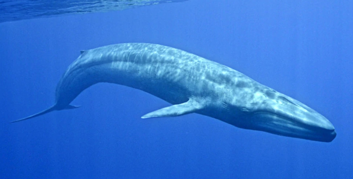 Blue whale, Fishing & life Wiki