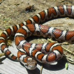 Kingsnake png images