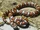 Milk Snake