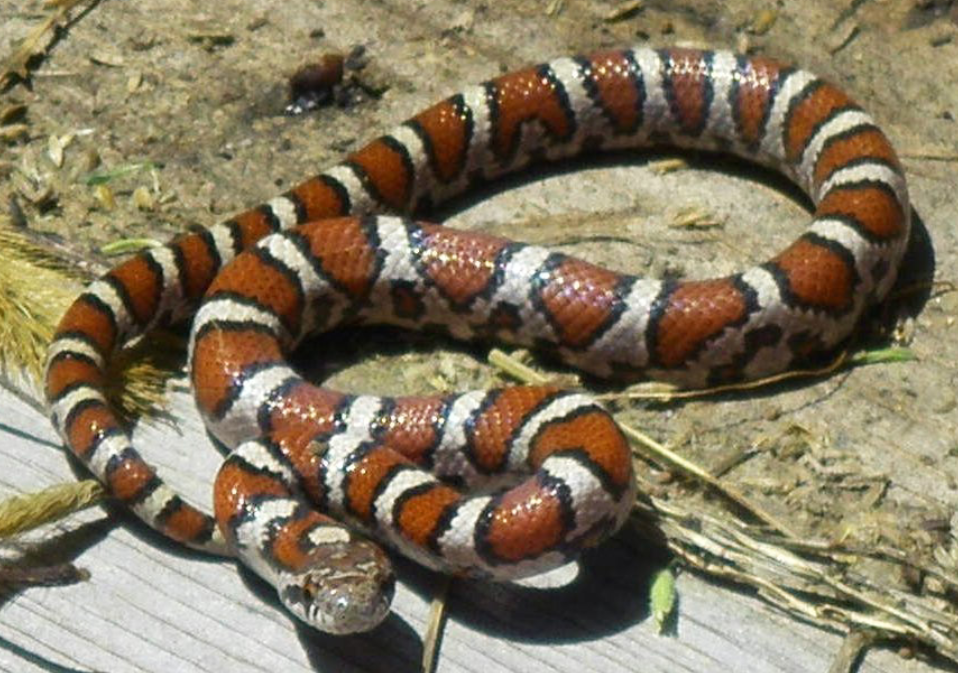 Milk Snake Or Milksnake Lampropeltis Triangulum Nelsoni Stock