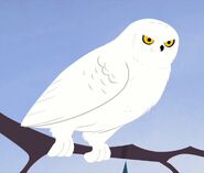 Snowy owl (Bubo scandiacus)