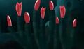 GiantTubeWorms.jpg (150 KB) GiantTubeWorms