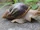 Giant African Land Snail