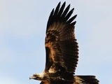 Wedge-tailed Eagle