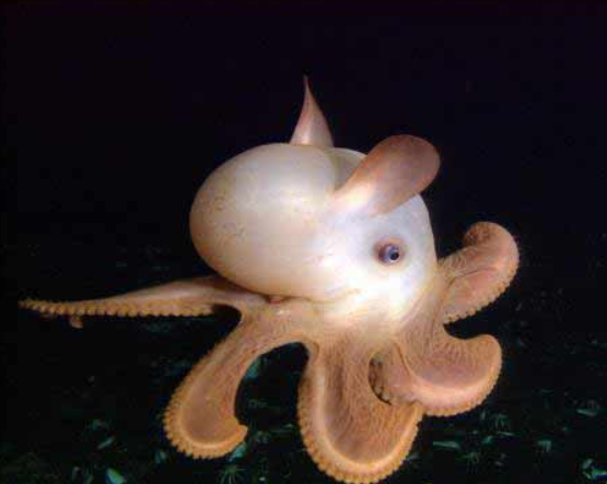 dumbo squid