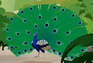 Indian peafowl (Pavo cristatus)