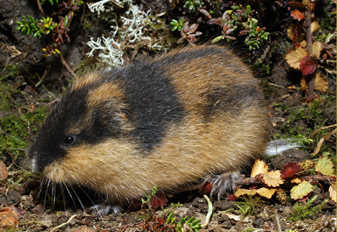 Lemming, Creatures of the World Wikia