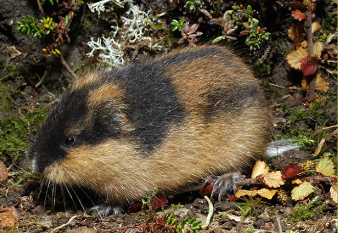 Norway lemming, rodent