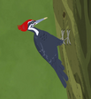 Pileated Woodpecker.png (248 KB) Pileated Woodpecker