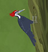 Pileated woodpecker (Dryocopus pileatus)