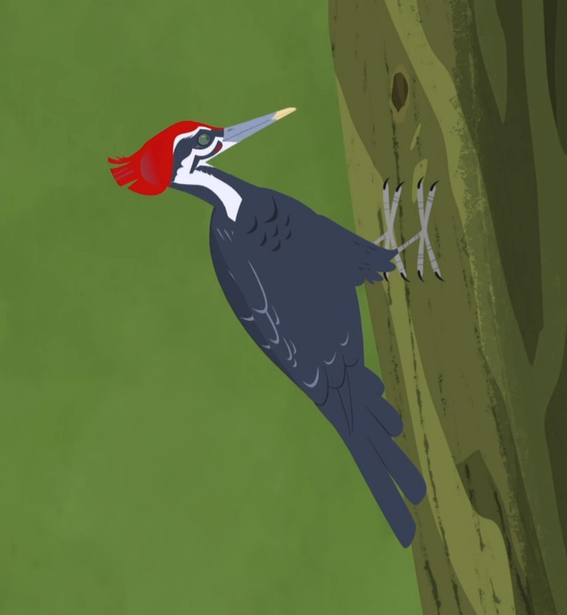 Pileated Woodpecker Wild Kratts Wiki Fandom