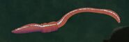 Earthworm (Lumbricus terrestris)