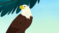 The Fourth Bald Eagle Wild Kratts Wiki Fandom | atelier-yuwa.ciao.jp