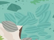 Ocean Quahog (Arctica islandica)