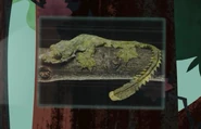 Chris or Martin is showing a gecko species that can glide with his Creature Pod.