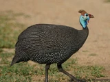 Helmeted Guineafowl