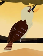 Laughing Kookaburra (Dacelo novaeguineae)