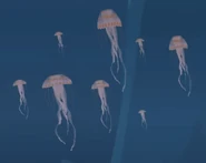 Purple-striped Jellyfish (Chrysaora colorata)