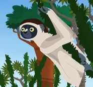 Verreaux's sifaka (Propithecus verreauxi)