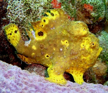 Longlure Frogfish | Wild Kratts Wiki | Fandom