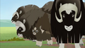 Muskoxen.png (1.94 MB) Muskoxen