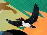 White-bellied Woodpecker.jpeg (12 KB) White-bellied Woodpecker (Dryocopus javensis)