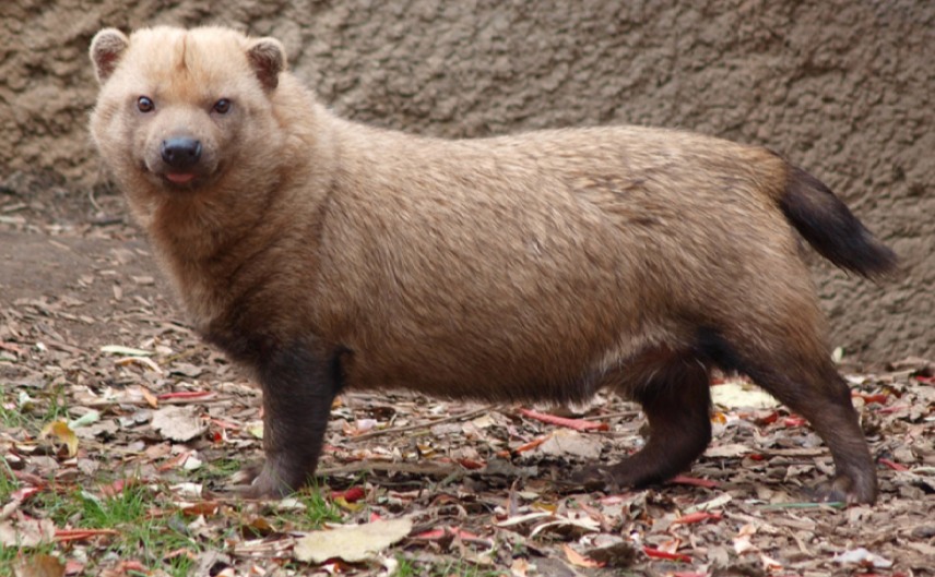 why is the bush dog endangered