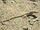 Long-nosed Leopard Lizard