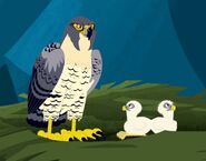 Peregrine falcon (Falco peregrinus)