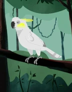 Sulphur-crested Cockatoo (Cacatua galerita)