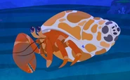 Marine Hermit Crab (Paguroidea sp.)