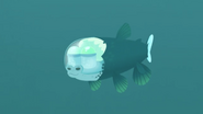 Barreleye (Opisthoproctus soleatus)