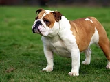 Bulldog