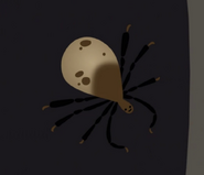 Brown Dog Tick (Rhipicephalus sanguineus)