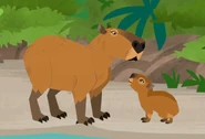 Capybara (Hydrochoerus hydrochaeris)