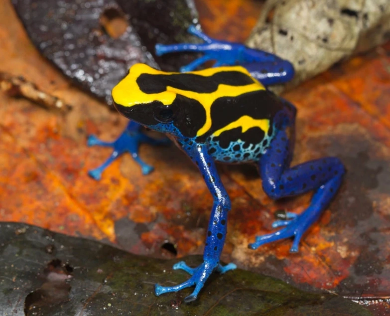 Dyeing Poison Dart Frog Poster Dyeing Poison Dart Frog (Dendrobates