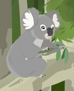 Koala (Phascolarctos cinereus)