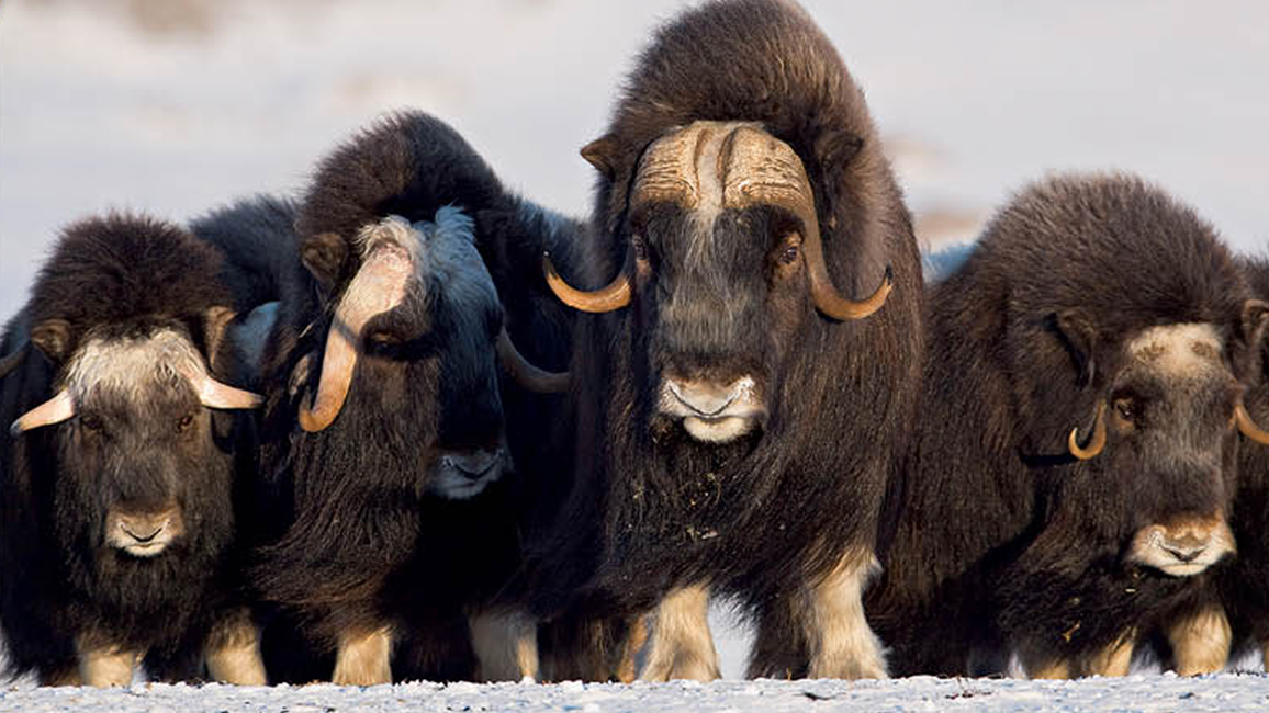 Musk Ox, Adopt Me! Wiki, Fandom